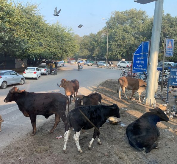 Six cows by a road