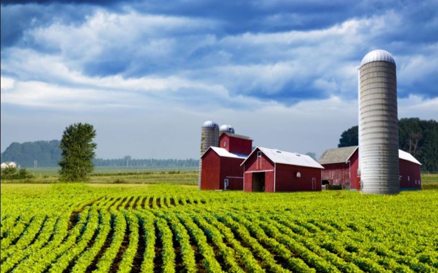 Photo of Farm and corn stalk Photo of Farm and corn stalk